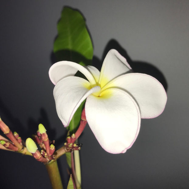  - 2018 Plante de interior