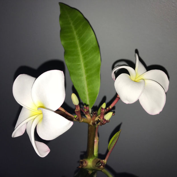  - 2018 Plante de interior