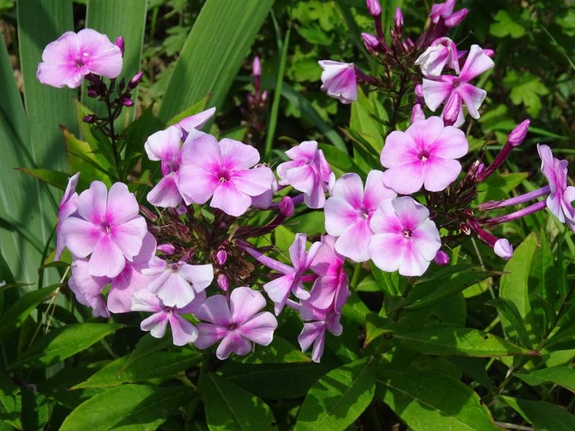  - Phlox