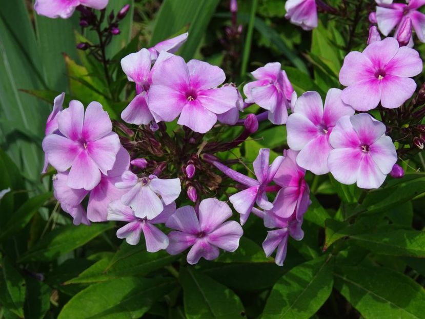  - Phlox