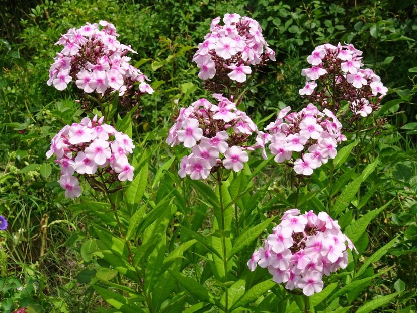  - Phlox