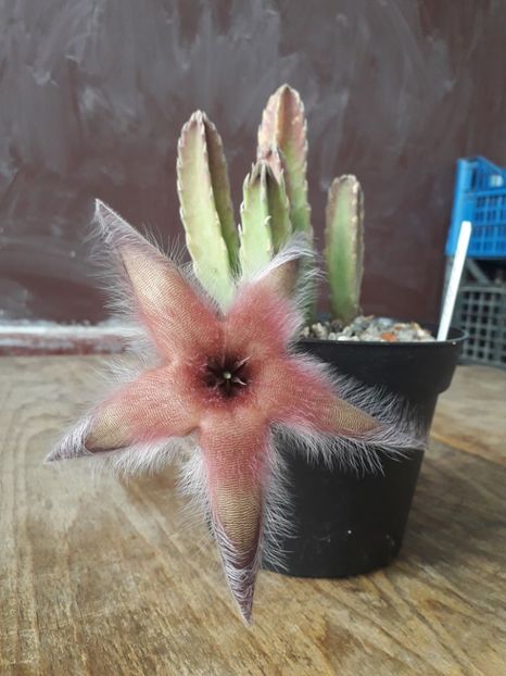  - Cactusi înfloriti 2018