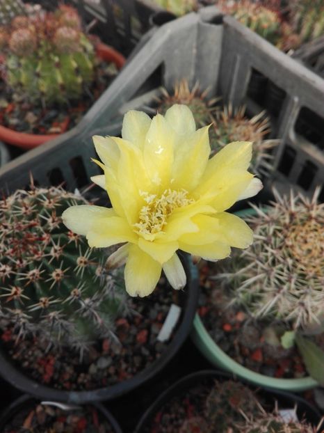  - Cactusi înfloriti 2018