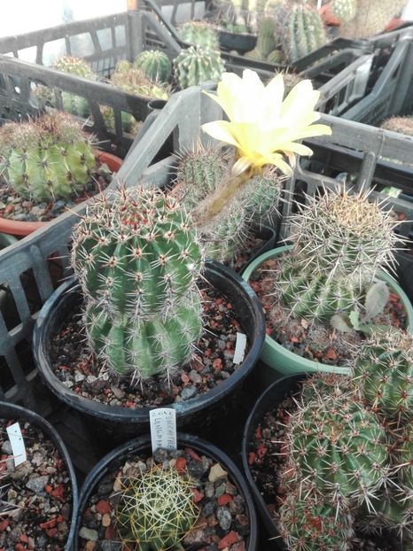  - Cactusi înfloriti 2018