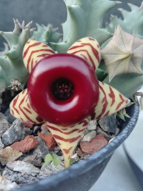  - Cactusi înfloriti 2018