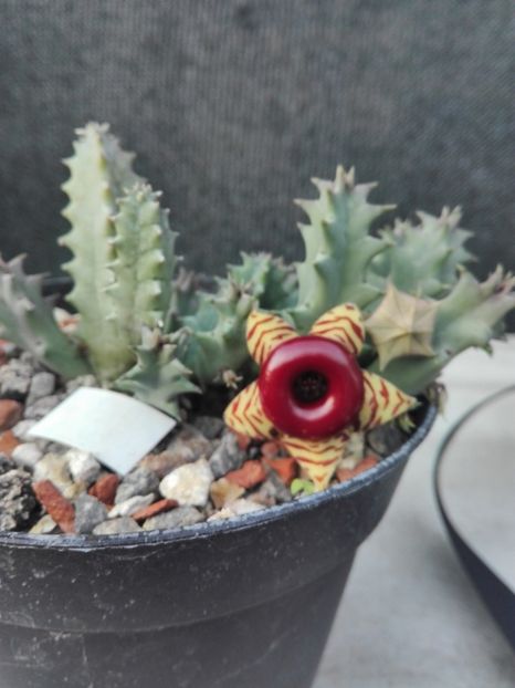  - Cactusi înfloriti 2018