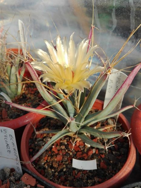  - Cactusi înfloriti 2018