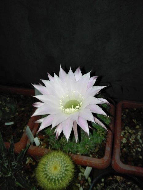  - Cactusi înfloriti 2018