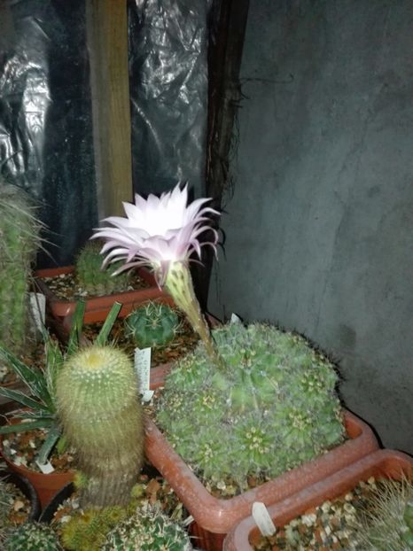  - Cactusi înfloriti 2018