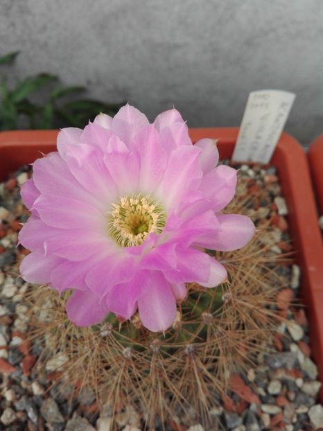  - Cactusi înfloriti 2018