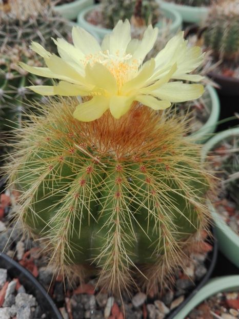  - Cactusi înfloriti 2018
