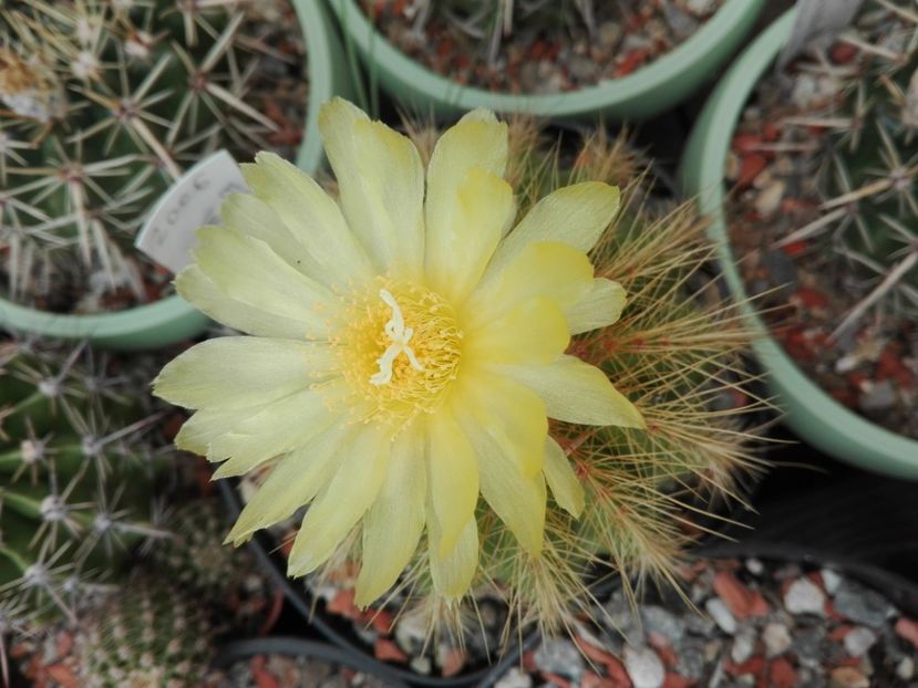  - Cactusi înfloriti 2018