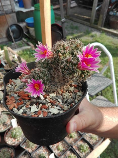  - Cactusi înfloriti 2018