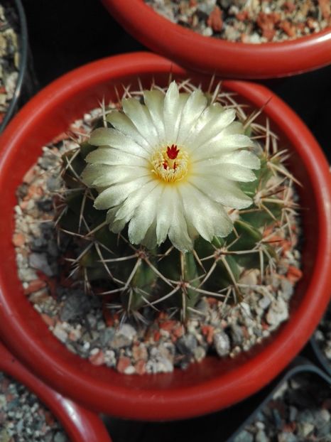  - Cactusi înfloriti 2018
