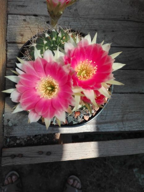 - Cactusi înfloriti 2018