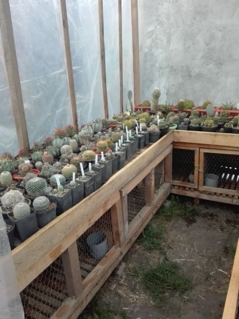  - Cactusi înfloriti 2018