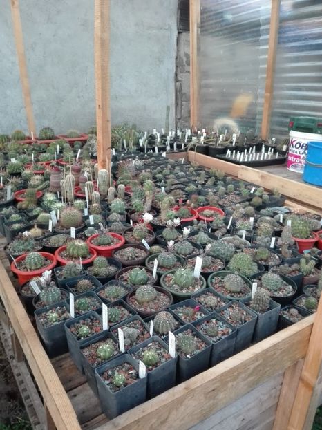  - Cactusi înfloriti 2018