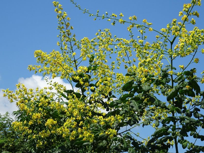 37729009_417990085379991_4125766037171863552_o - Koelreuteria paniculata - Otetarul galben