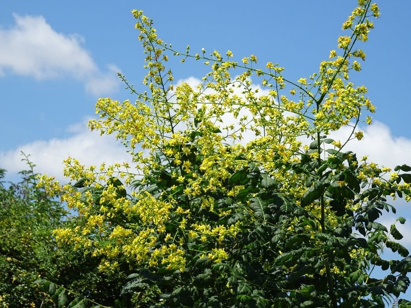 37741227_417990175379982_1623141177077268480_o - Koelreuteria paniculata - Otetarul galben