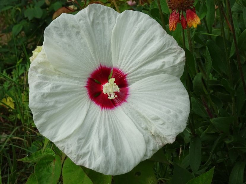 Old Yella - Hibiscus de gradina