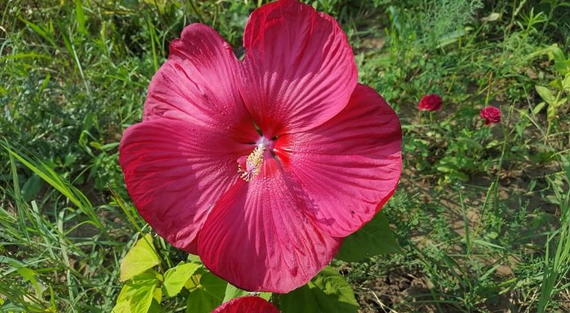 26991675_314522159060118_4459034162789549491_n (1) - Hibiscus de gradina