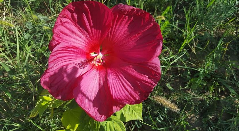 26993391_314522122393455_1146371511572569483_n (1) - Hibiscus de gradina