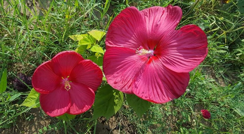 27067140_314522142393453_2365023850654967558_n (1) - Hibiscus de gradina