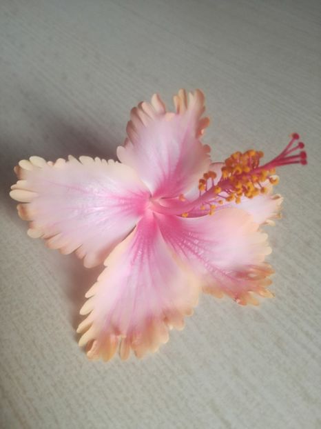  - Hibiscus
