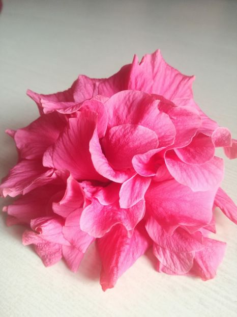  - Hibiscus