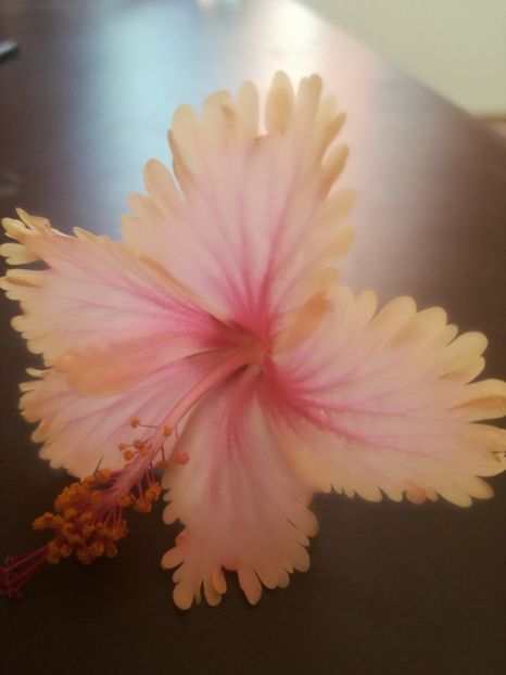  - Hibiscus