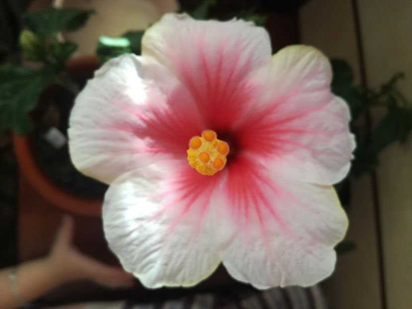  - Hibiscus