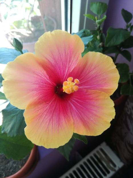  - Hibiscus