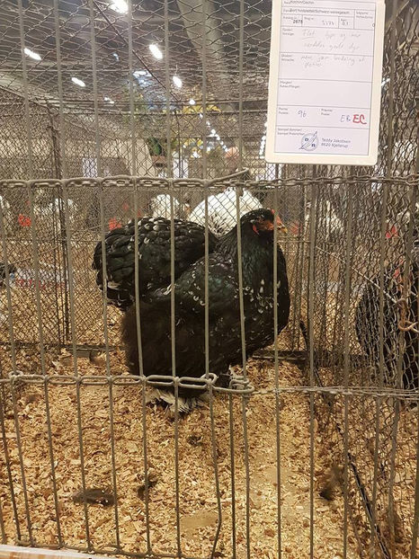 Ovidiu Bartos - EXPOZIȚIA EUROPEANĂ - HERNING 2018