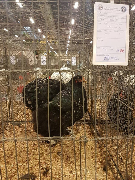 Ovidiu Bartos - EXPOZIȚIA EUROPEANĂ - HERNING 2018