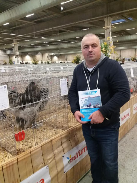 Campion European 2018 Liviut Ticsa - EXPOZIȚIA EUROPEANĂ - HERNING 2018