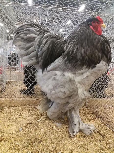 Campion European 2018 Liviut Ticsa - EXPOZIȚIA EUROPEANĂ - HERNING 2018