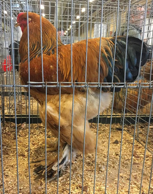 Bodea Andrei - EXPOZIȚIA EUROPEANĂ - HERNING 2018