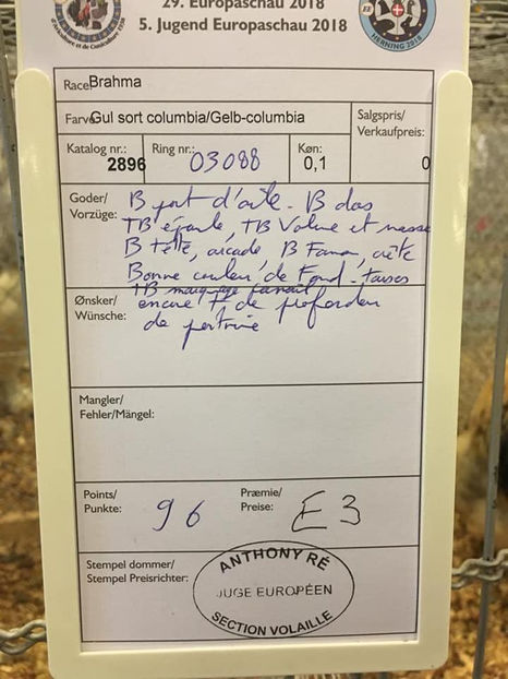 Bodea Andrei - EXPOZIȚIA EUROPEANĂ - HERNING 2018