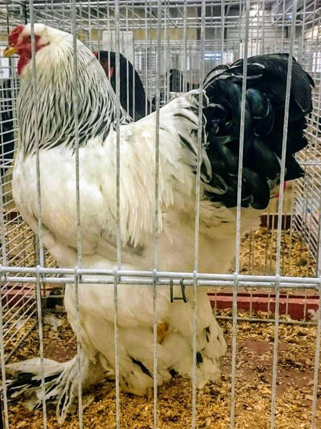 Flaviu Vaida - EXPOZIȚIA EUROPEANĂ - HERNING 2018