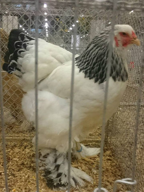 Flaviu Vaida - EXPOZIȚIA EUROPEANĂ - HERNING 2018