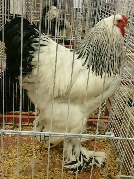 Flaviu Vaida - EXPOZIȚIA EUROPEANĂ - HERNING 2018