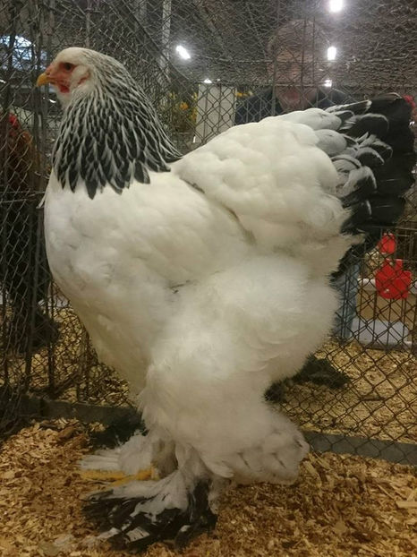 Flaviu Vaida - EXPOZIȚIA EUROPEANĂ - HERNING 2018