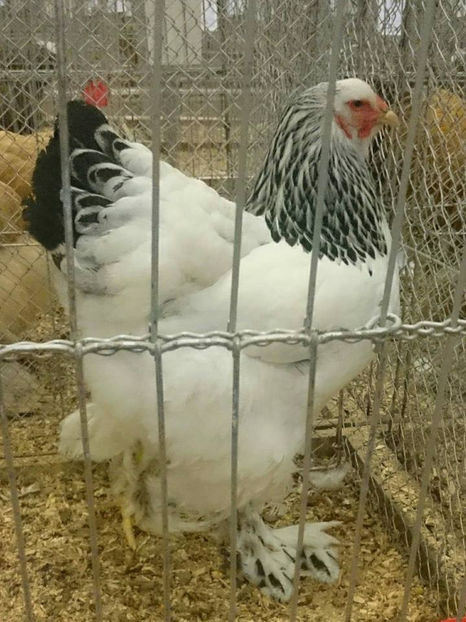 Flaviu Vaida - EXPOZIȚIA EUROPEANĂ - HERNING 2018