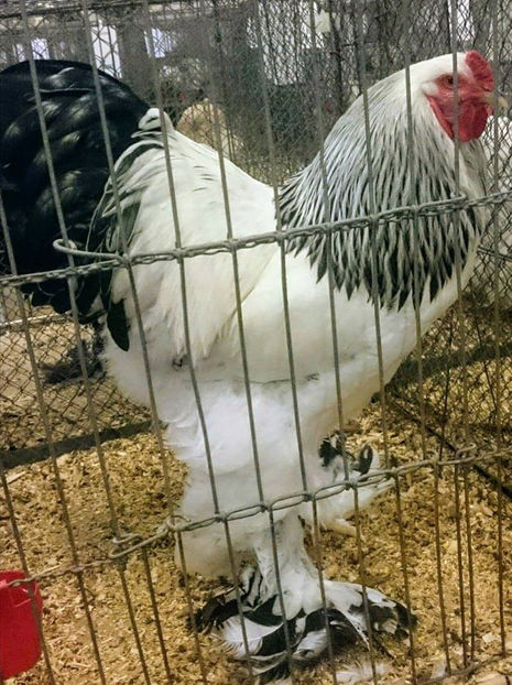 Flaviu Vaida - EXPOZIȚIA EUROPEANĂ - HERNING 2018