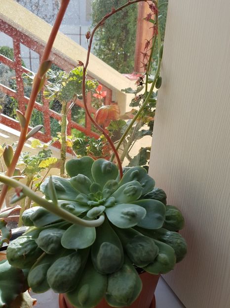 Echeveria Rain drops - Echeveria