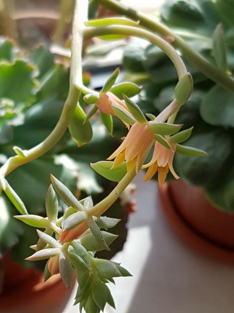 Flori echeveria Lady Aquarius - Echeveria