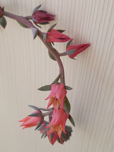 Flori echeveria Rain drops - Echeveria