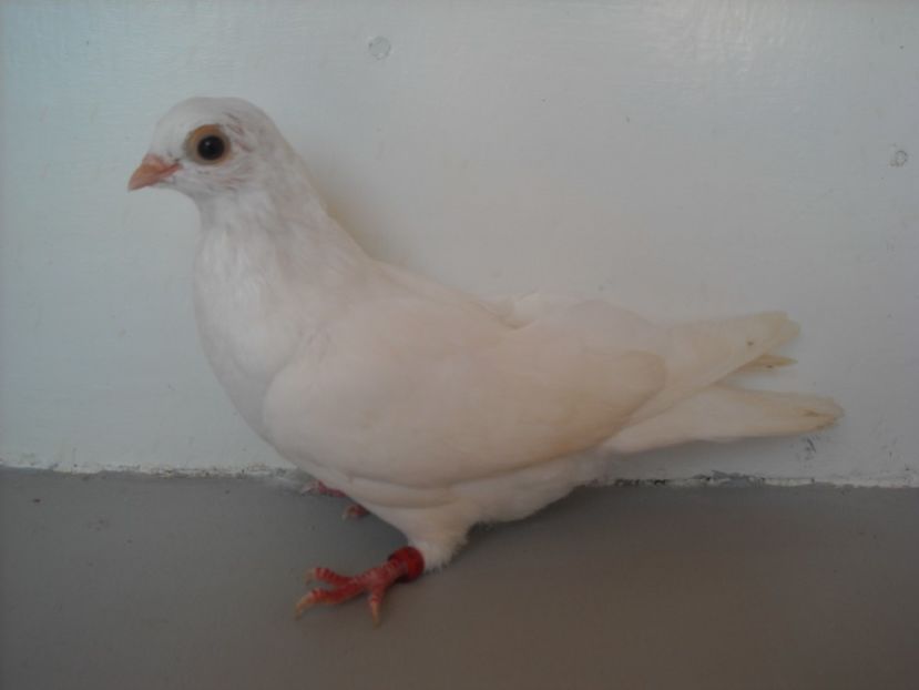  - PORUMBEI CARE MI AU APARTINUT