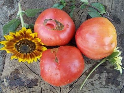 111243354_OUJXBMC3 - SEMINTE ROSII - T 288 NAPA GIANT