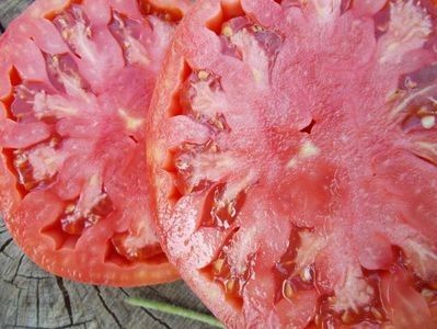 111243358_UHMKVWA - SEMINTE ROSII - T 288 NAPA GIANT